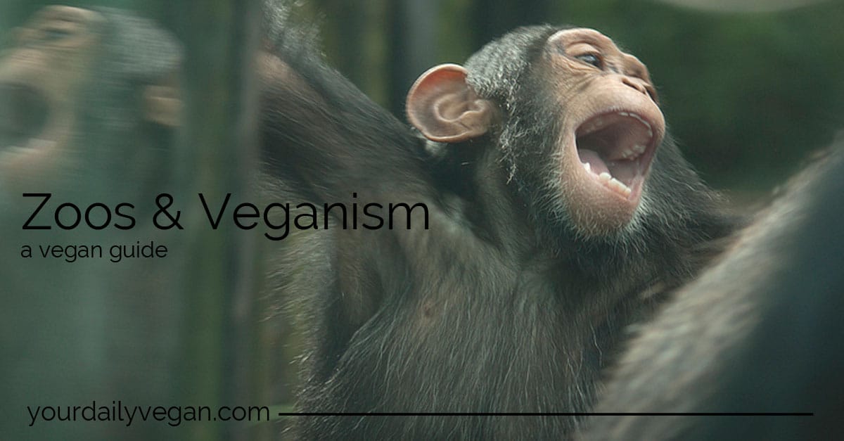 Do Vegans Support Zoos? | Your Daily Vegan