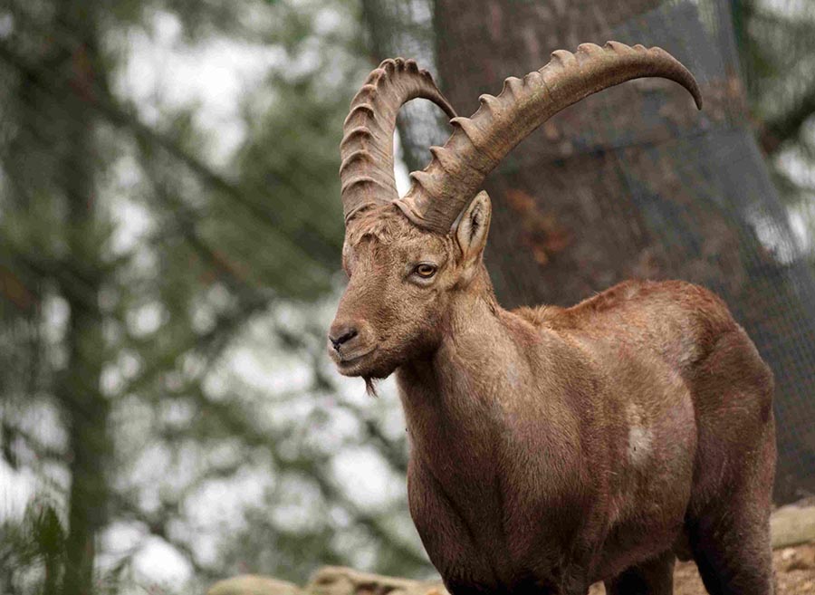 A closeup of a Pyrenean Ibex standing in a forest.