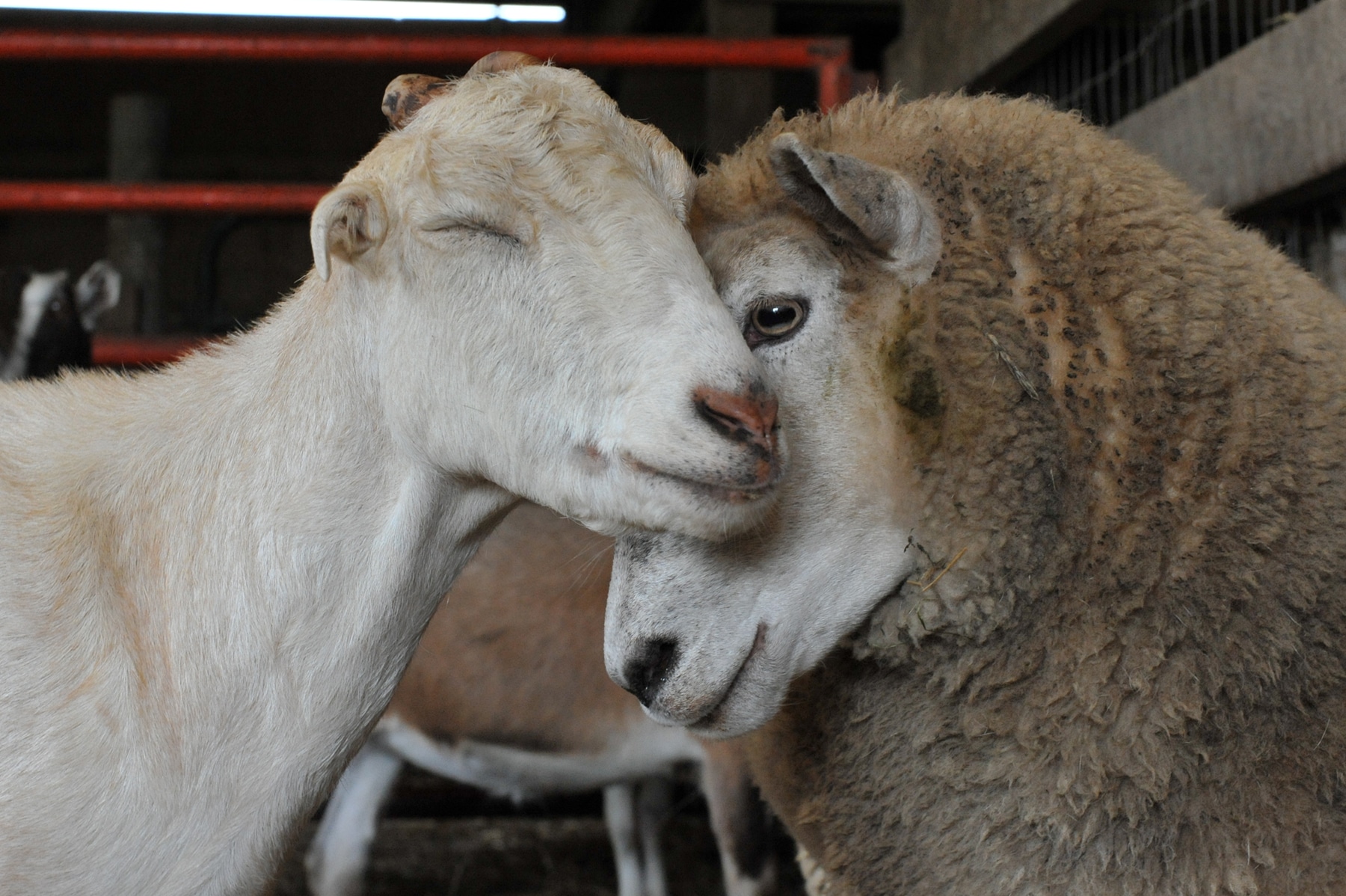 Love on the Farm - Bonds between farm animals