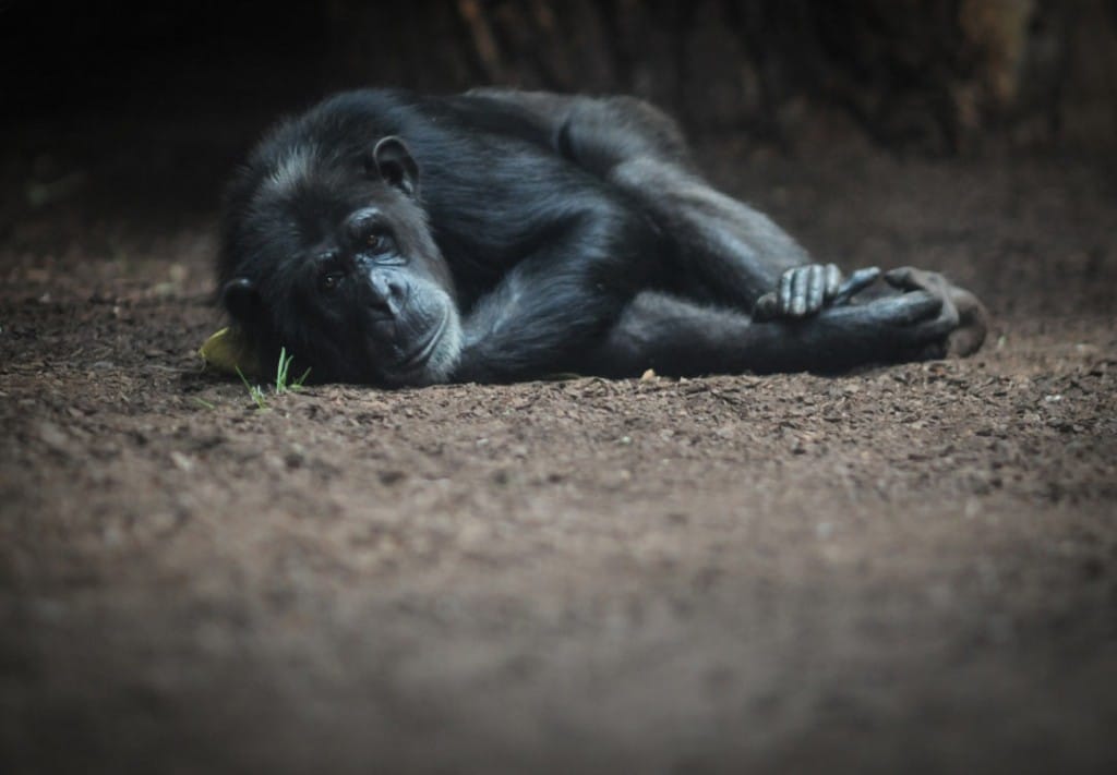 Do Vegans Support Zoos? | Your Daily Vegan