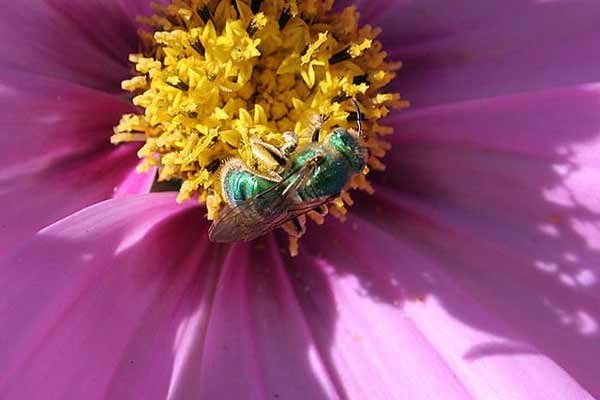 Bees Are Our Business, Too