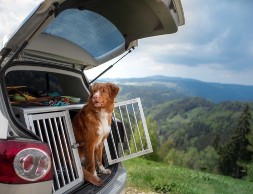 Tips for Traveling with Dogs & Cats