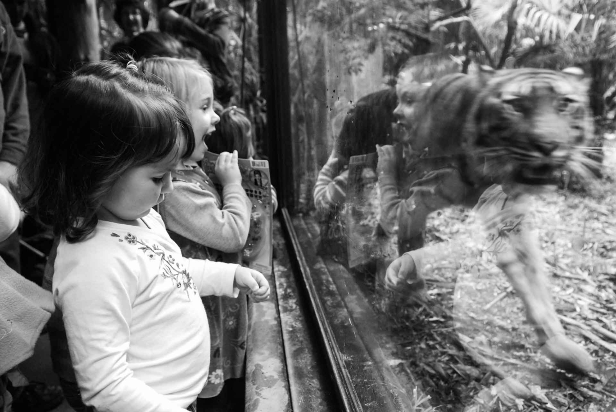 Vegan FAQ: Do Vegans Support Zoos? - Your Daily Vegan