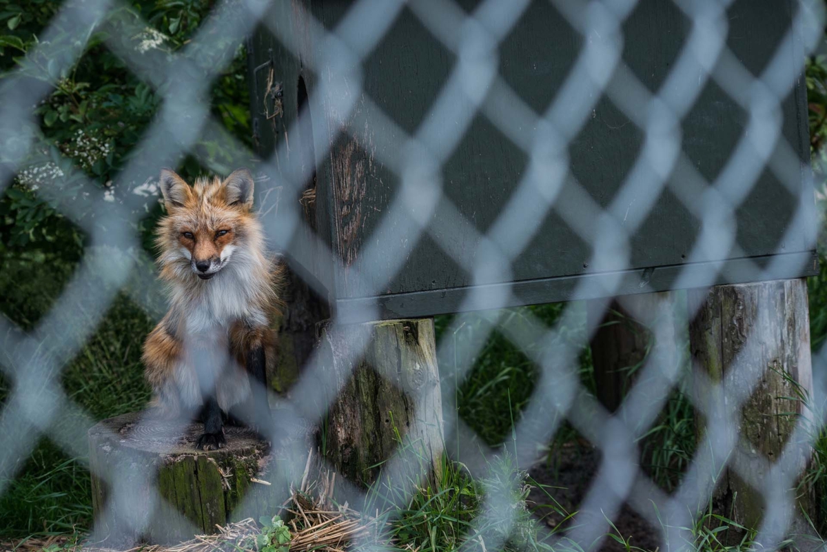 Vegan FAQ: Do Vegans Support Zoos? - Your Daily Vegan