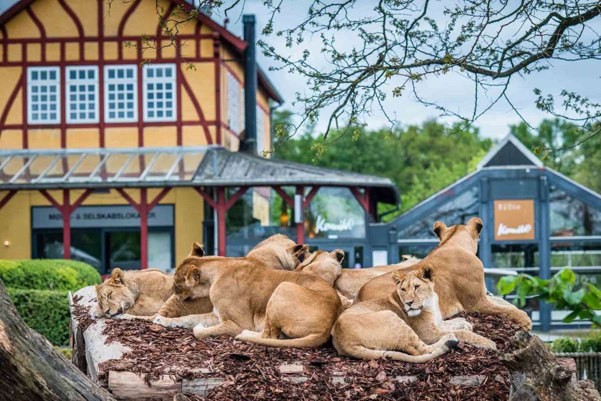 Vegan FAQ: Do Vegans Support Zoos? - Your Daily Vegan