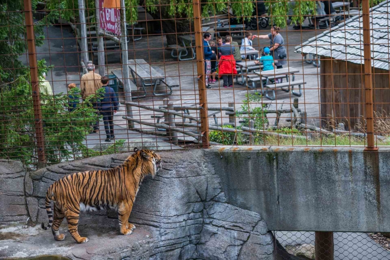 Vegan FAQ: Do Vegans Support Zoos? - Your Daily Vegan